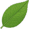 leaf